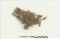 藏品(灰苔科)的圖片